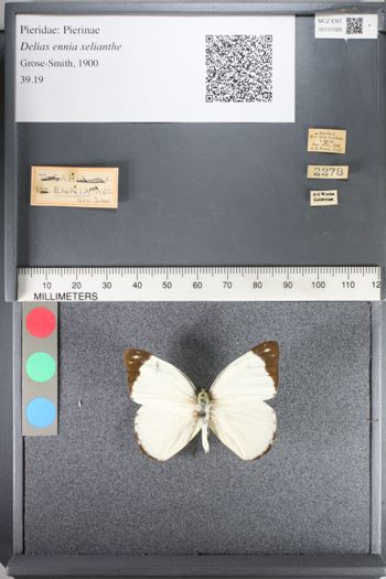 Media type: image;   Entomology 131585